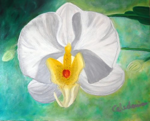 cuadros de orquídeas 089